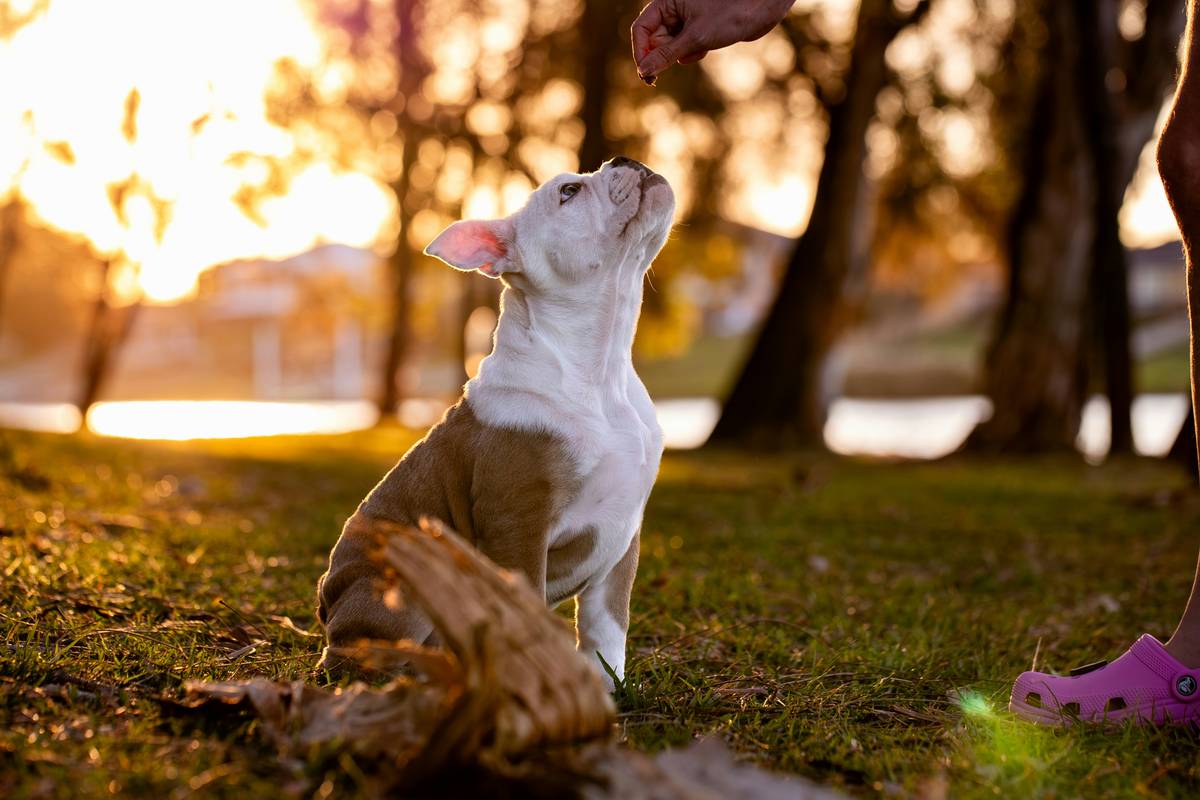 A handler crouching low, hand outstretched, as a dog sprints toward them across a grassy field — illustrating Emergency Recall Commands in action
