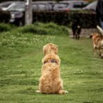 Emergency Recall Commands: 7 Proven Tips to Avoid Life-Threatening Mistakes