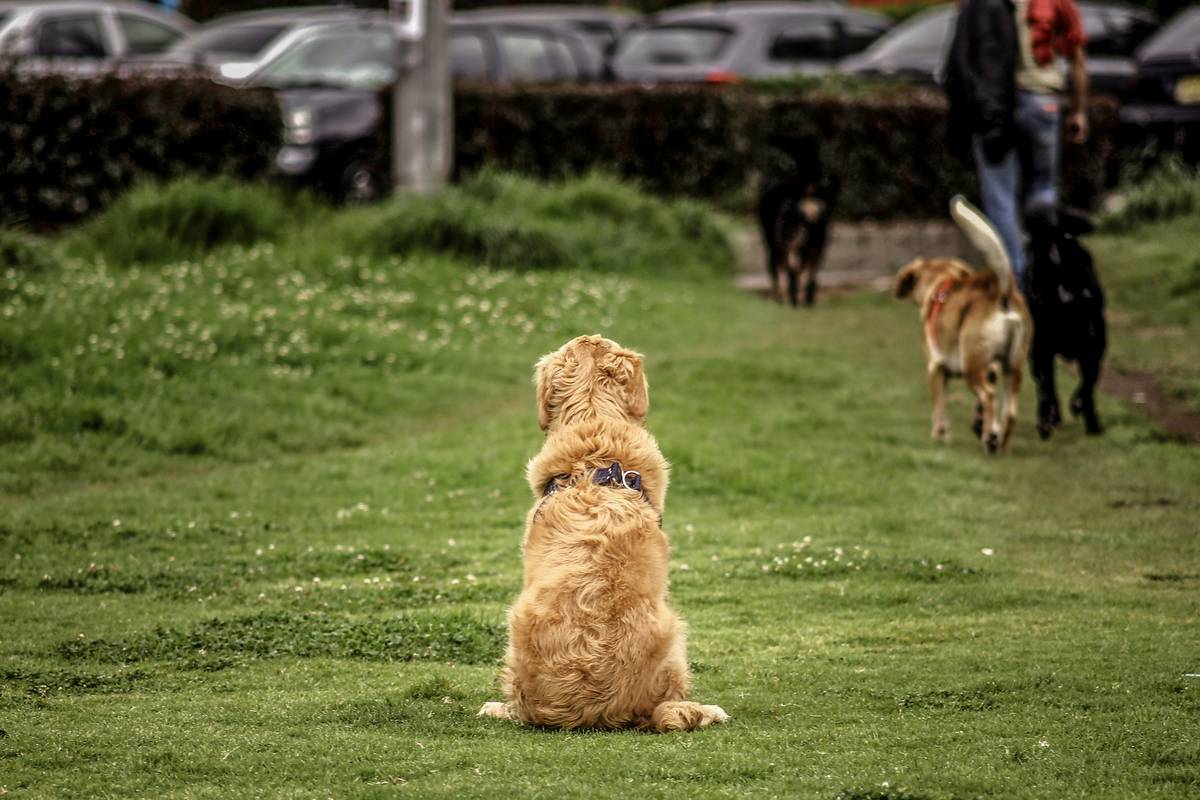 Emergency Recall Commands: 7 Proven Tips to Avoid Life-Threatening Mistakes