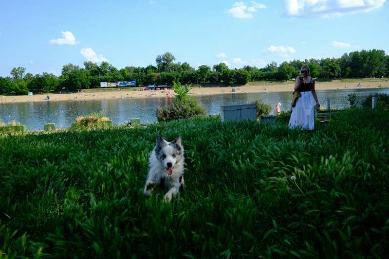 Trainer kneeling beside attentive mixed-breed dog in grassy park, smiling and holding treat pouch